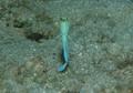 Jawfish - Yellowhead Jawfish - Opistognathus aurifrons