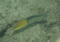 Wrasse - Yellowhead Wrasse - Halichoeres garnoti