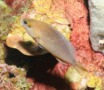 Seabasses - Tan Hamlet - Hypoplectrus randallorum