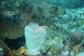 Groupers - Graysby - Cephalopholis cruentatus