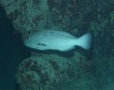 Groupers - Black Grouper - Mycteroperca bonaci