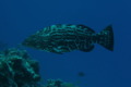 Groupers - Black Grouper - Mycteroperca bonaci