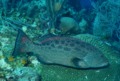 Groupers - Yellowfin Grouper - Mycteroperca venenosa