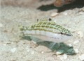 Seabasses - Harlequin Bass - Serranus tigrinus