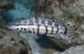 Seabasses - Harlequin Bass - Serranus tigrinus