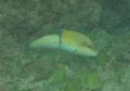 Wrasse - Yellowhead Wrasse - Halichoeres garnoti