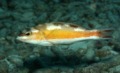 Seabasses - Tobaccofish - Serranus tabacarius