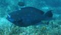 Parrotfish - Midnight parrotfish - scarus coelestinus