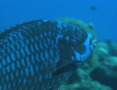 Parrotfish - Midnight parrotfish - scarus coelestinus