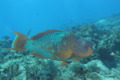 Parrotfish - Rainbow Parrotfish - Scarus guacamaia