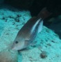 Parrotfish - Queen Parrotfish - Scarus vetula