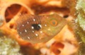 Parrotfish - Stoplight Parrotfish - Sparisoma viride