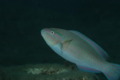 Parrotfish - Striped Parrotfish - Scarus iserti