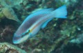 Parrotfish - Striped Parrotfish - Scarus iserti