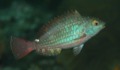 Parrotfish - Redband Parrotfish - Sparisoma aurofrenatum