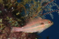 Parrotfish - Redband Parrotfish - Sparisoma aurofrenatum