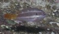 Parrotfish - Redband Parrotfish - Sparisoma aurofrenatum