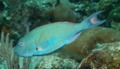 Parrotfish - Redtail Parrotfish - Sparisoma chrysopterum