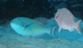 Parrotfish - Redtail Parrotfish - Sparisoma chrysopterum