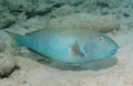 Parrotfish - Yellowtail Parrotfish - Sparisoma rubripinne