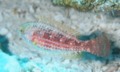 Parrotfish - Greenblotch Parrotfish - Sparisoma atomarium