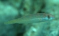 Parrotfish - Bluelip parrotfish - Cryptotomus roseus