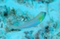 Parrotfish - Bluelip parrotfish - Cryptotomus roseus