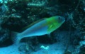 Parrotfish - Bluelip parrotfish - Cryptotomus roseus