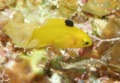 Hogfish - Spotfin hogfish - Bodianus pulchellus