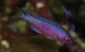 Wrasse - Creole Wrasse - Clepticus parrae