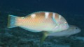 Wrasse - Puddingwife - Halichoeres radiatus