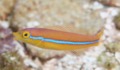 Wrasse - Yellowhead Wrasse - Halichoeres garnoti