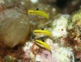 Wrasse - Bluehead Wrasse - Thalassoma bifasciatum