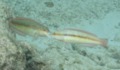 Wrasse - Slippery Dick - Halichoeres bivittatus