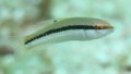 Wrasse - Slippery Dick - Halichoeres bivittatus