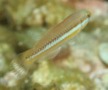 Wrasse - Slippery Dick - Halichoeres bivittatus