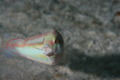 Wrasse - Slippery Dick - Halichoeres bivittatus