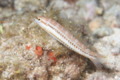 Wrasse - Slippery Dick - Halichoeres bivittatus