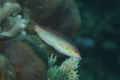 Wrasse - Clown Wrasse - Halichoeres maculipina