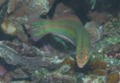 Wrasse - Clown Wrasse - Halichoeres maculipina