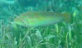 Wrasse - Blackear Wrasse - Halichoeres poeyi