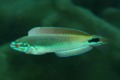 Wrasse - Rainbow Wrasse - Halichoeres pictus