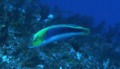 Wrasse - Yellowcheek Wrasse - Halichoeres cyanocephalus