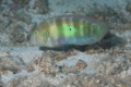 Razorfish - Green Razorfish - Xyrichtys splendens