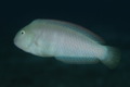 Razorfish - Green Razorfish - Xyrichtys splendens