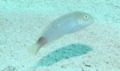 Razorfish - Green Razorfish - Xyrichtys splendens