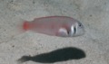 Razorfish - Rosy Razorfish - Xyrichtys martinicensis