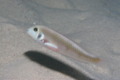 Razorfish - Rosy Razorfish - Xyrichtys martinicensis