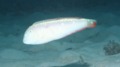 Razorfish - Pearly Razorfish - Xyrichtys novacula