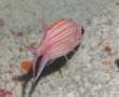 Squirrelfish - Longjaw Squirrelfish - Neoniphon marianus